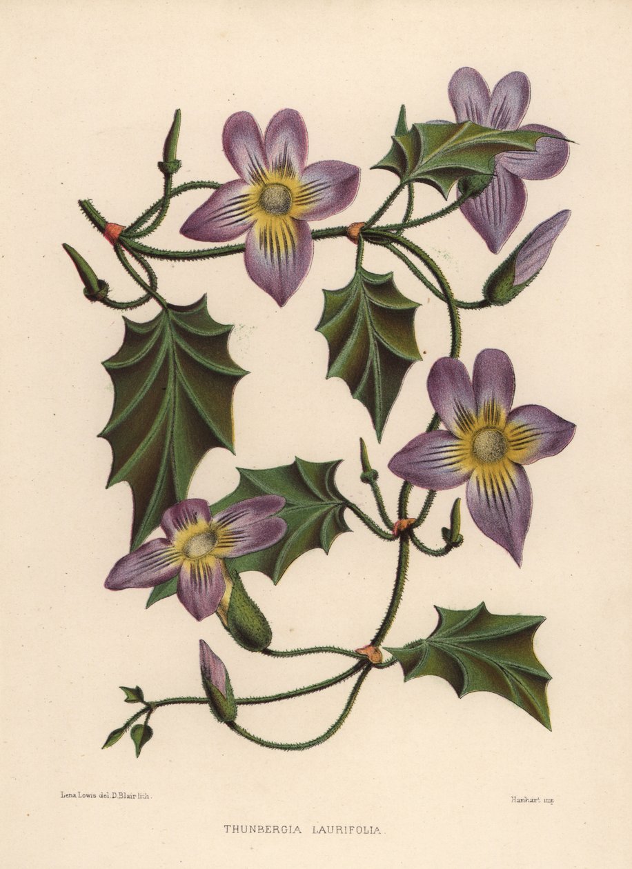 Babéróratő vagy kéktrombita szőlő, Thunbergia laurifolia alkotó: Unknown