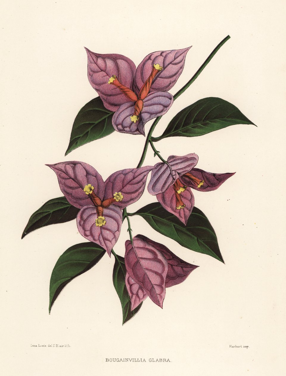 Kis bougainvillea vagy papírvirág, Bougainvillea glabra (Bougainvillia glabra) alkotó: Unknown