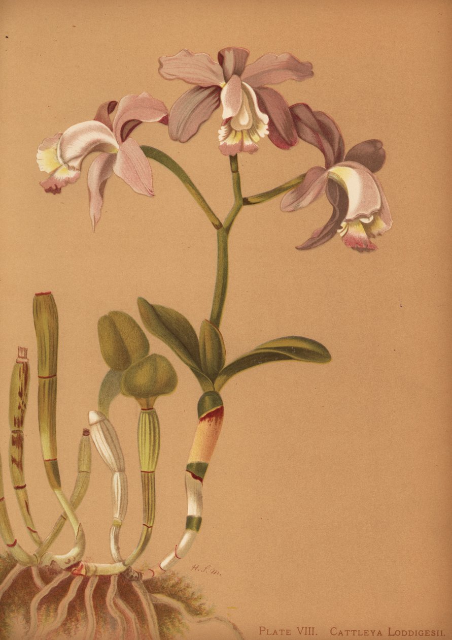 Loddigess cattleya orchidea, Cattleya loddigesii alkotó: Unknown