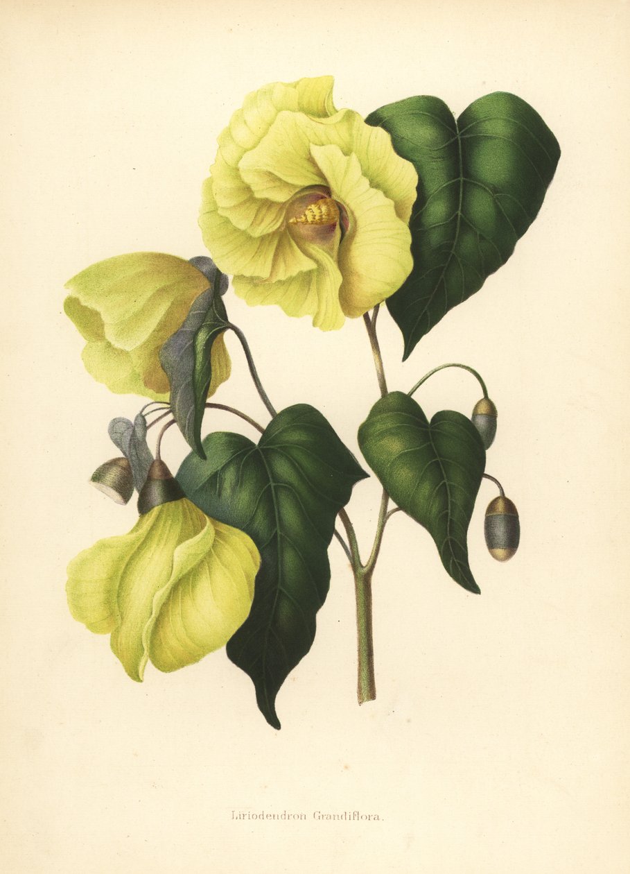 A Magnolia pterocarpa kihalt alkotó: Unknown