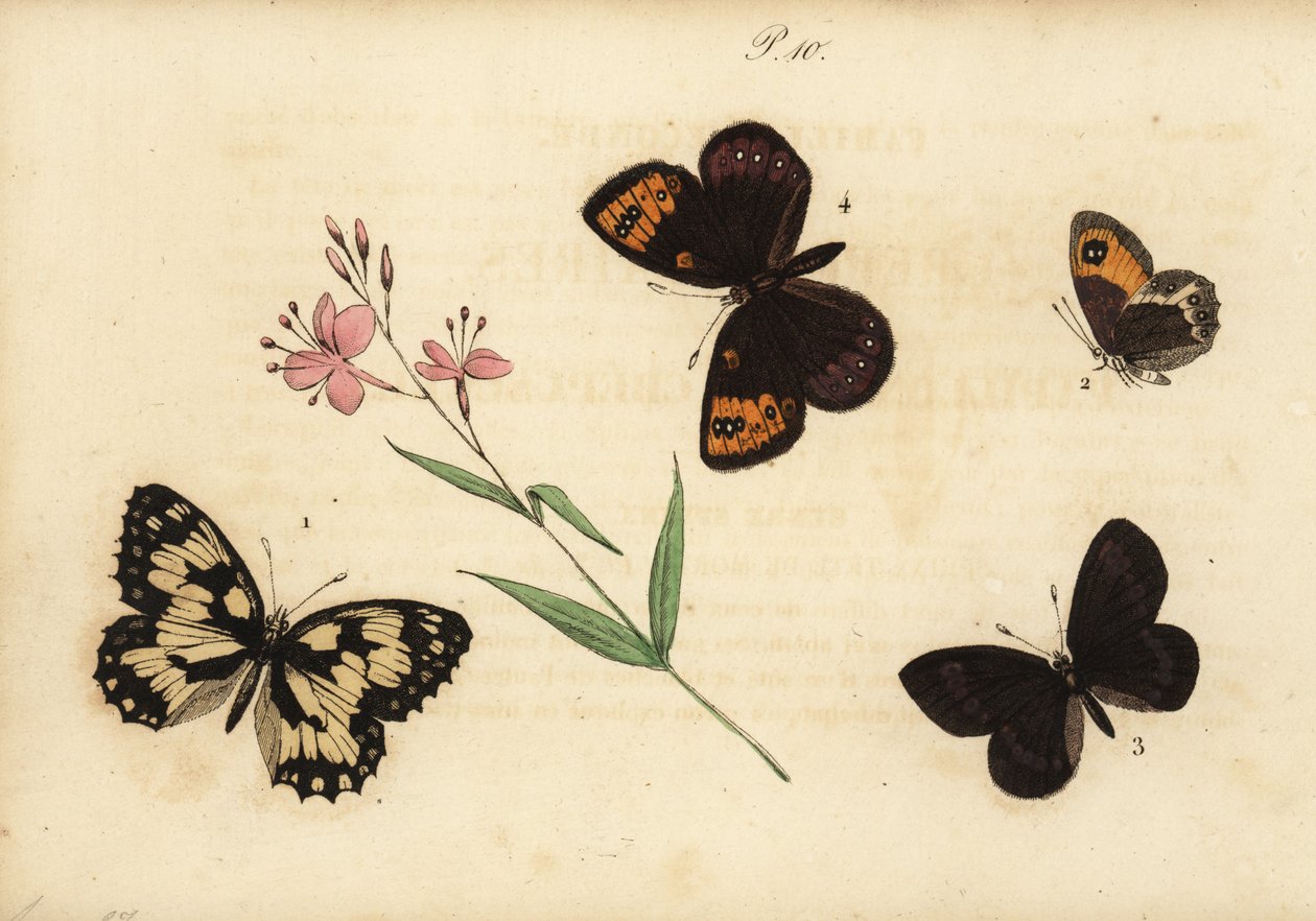 Márványos fehér, Melanargia galathea 1, spanyol kapuőr, Pyronia bathseba 2, mandula gyűrű, Erebia alberganus 3 és tavaszi gyűrű, Erebia epistygne 4. Satyre demi-deuil, Satyre pasiphae, Satyre ce alkotó: Unknown