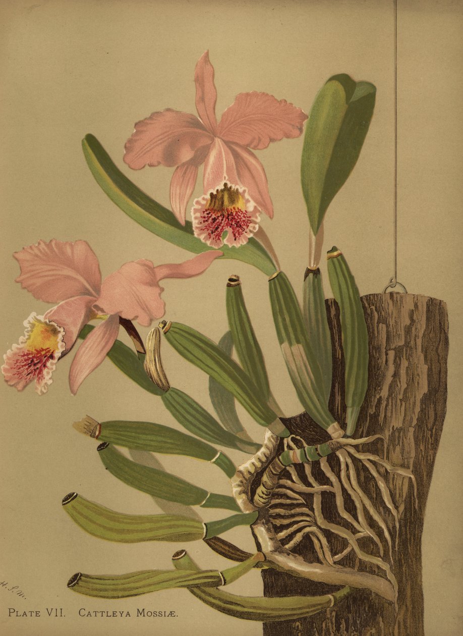 Moha cattleya vagy húsvéti orchidea, Cattleya mossiae alkotó: Unknown