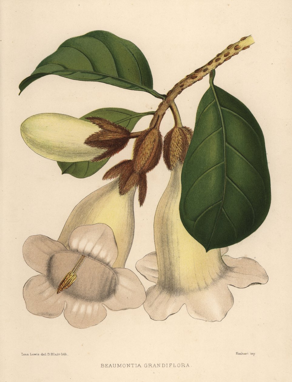 Nepál trombita virág vagy hírnökök trombita, Beaumontia grandiflora alkotó: Unknown