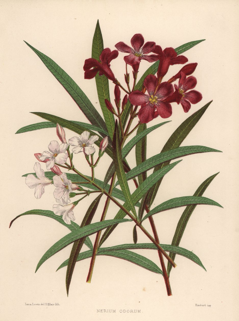 Nerium vagy oleander, Nerium odorum (Nerium odorum) alkotó: Unknown