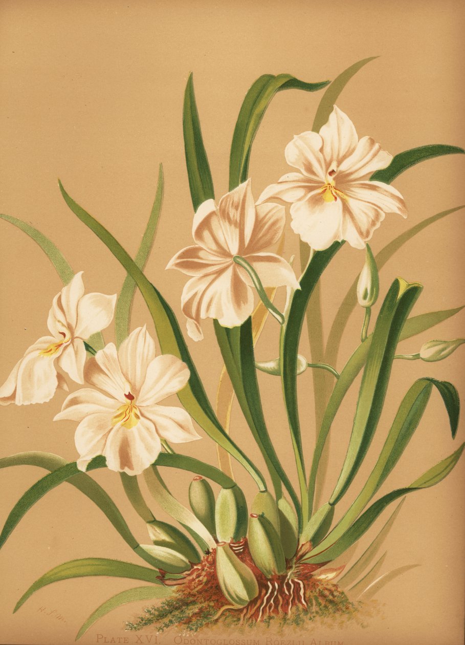 Árvácska orchidea, Miltoniopsis roezlii (Odontoglossum roezlii album) alkotó: Unknown