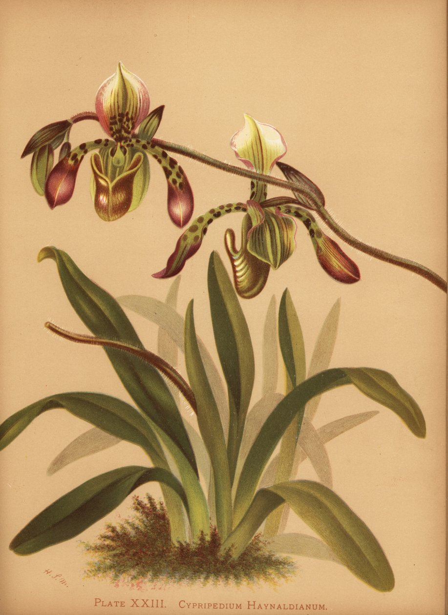 Paphiopedilum haynaldianum orchidea (Cypripedium haynaldianum) alkotó: Unknown