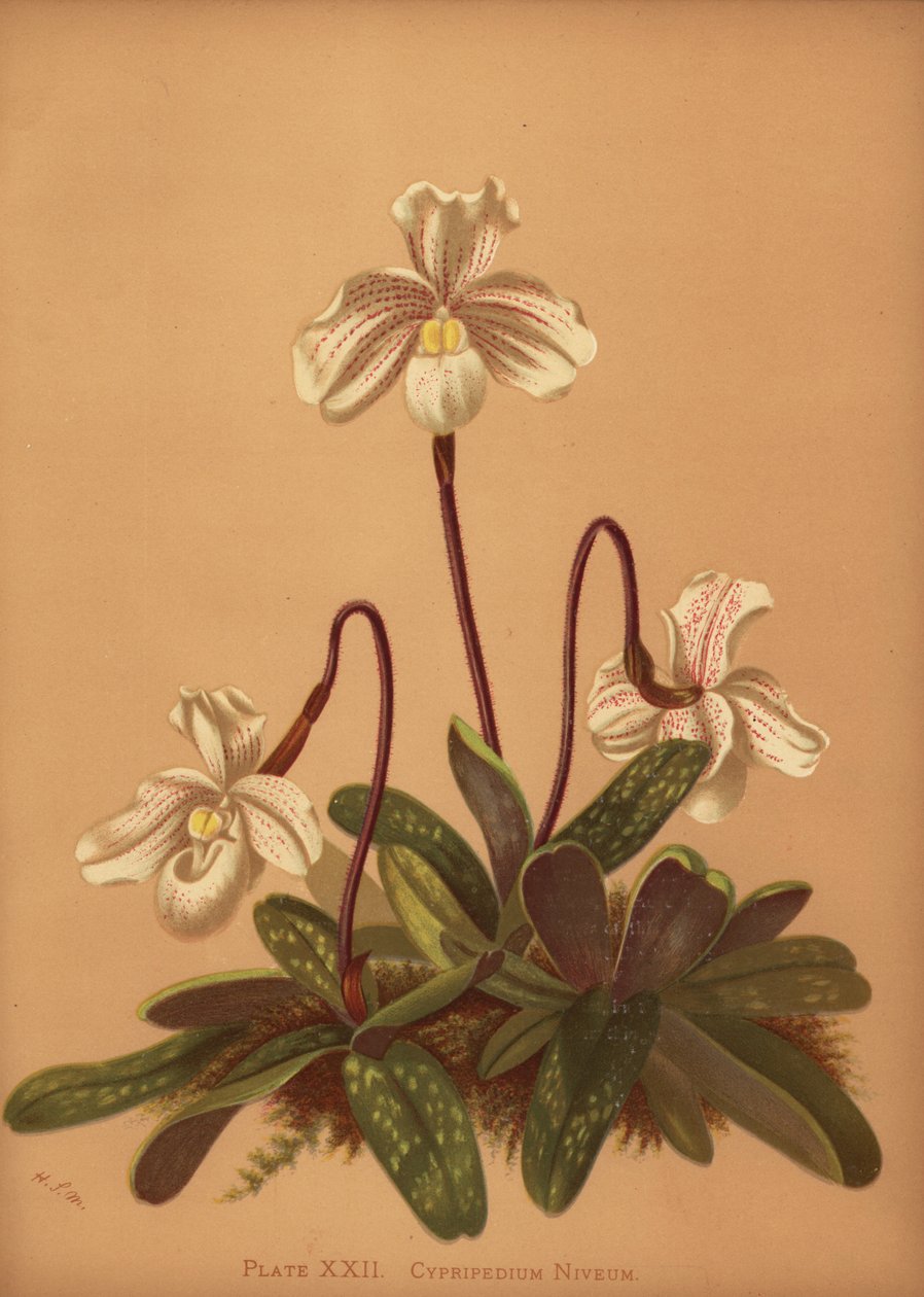 Paphiopedilum niveum orchidea (Cypripedium niveum) alkotó: Unknown