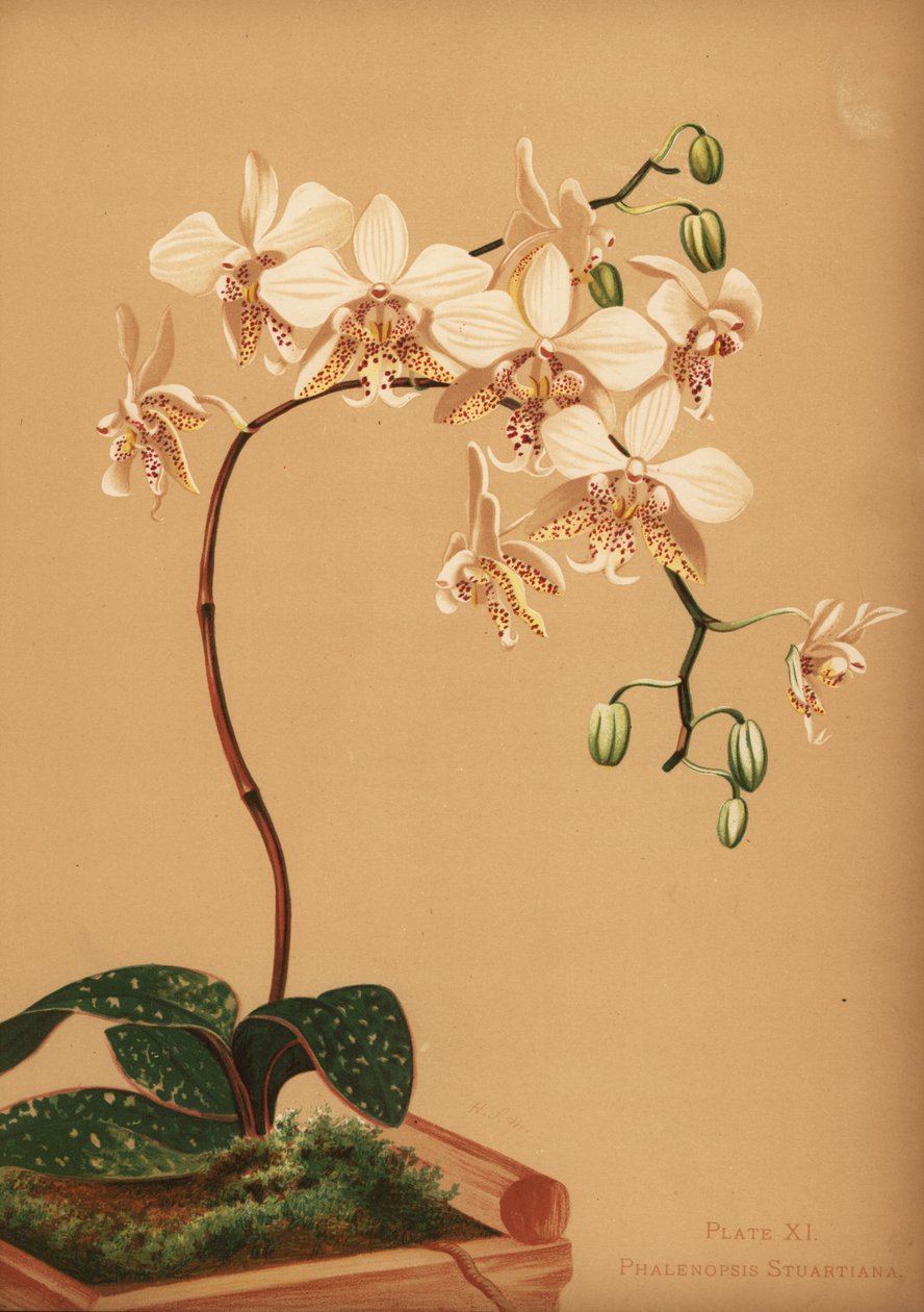 Phalaenopsis stuartiana orchidea alkotó: Unknown