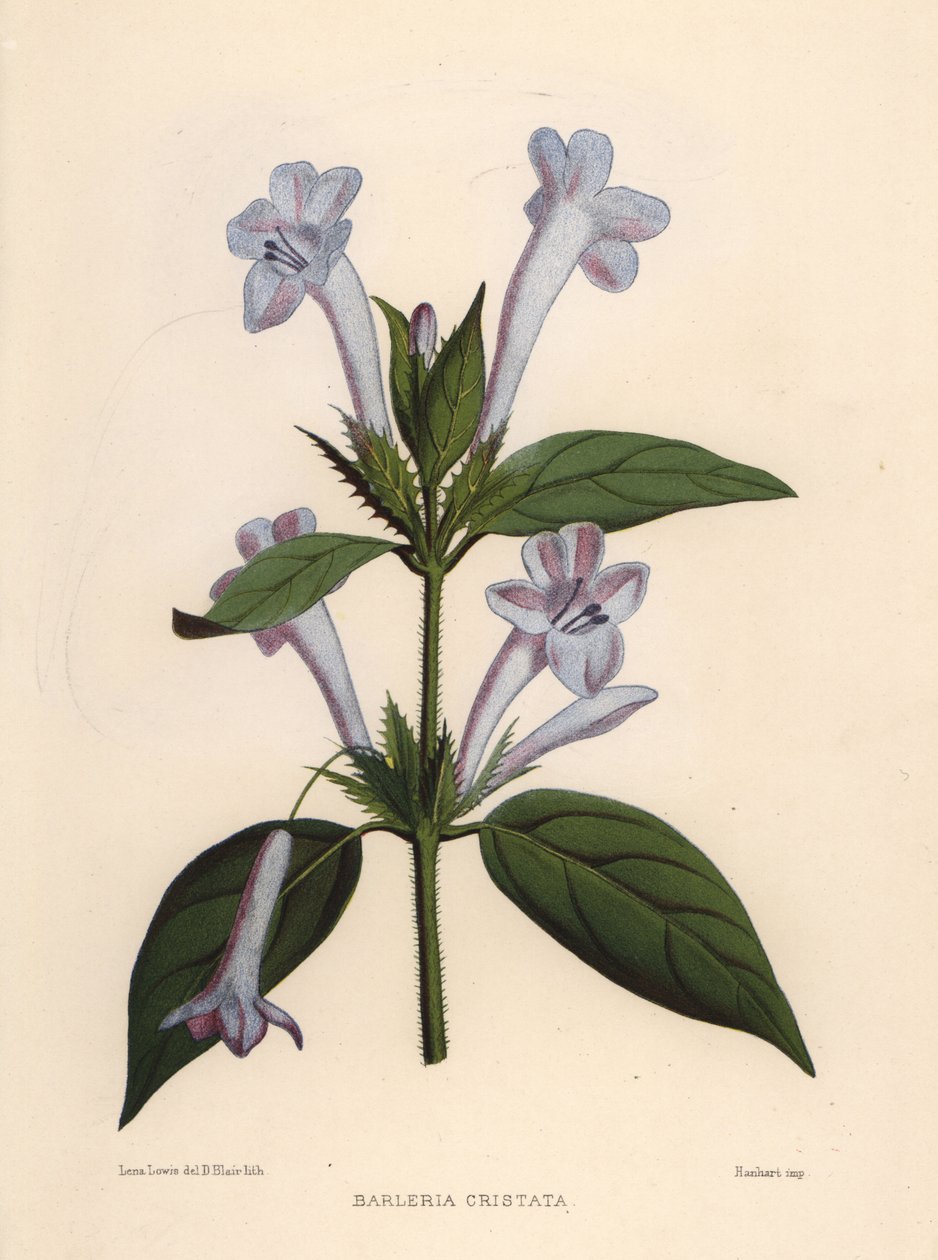 Fülöp ibolya, harangvirág barleria vagy tarajos Fülöp ibolya, Barleria cristata alkotó: Unknown