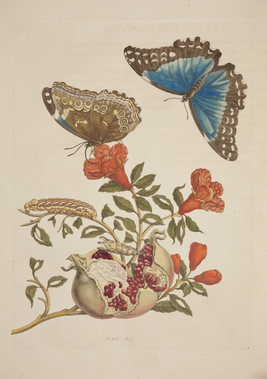 IX. tábla a Suriname-i rovarok metamorfózisából, Maria Sibylla Merian, 1705 alkotó: Unknown