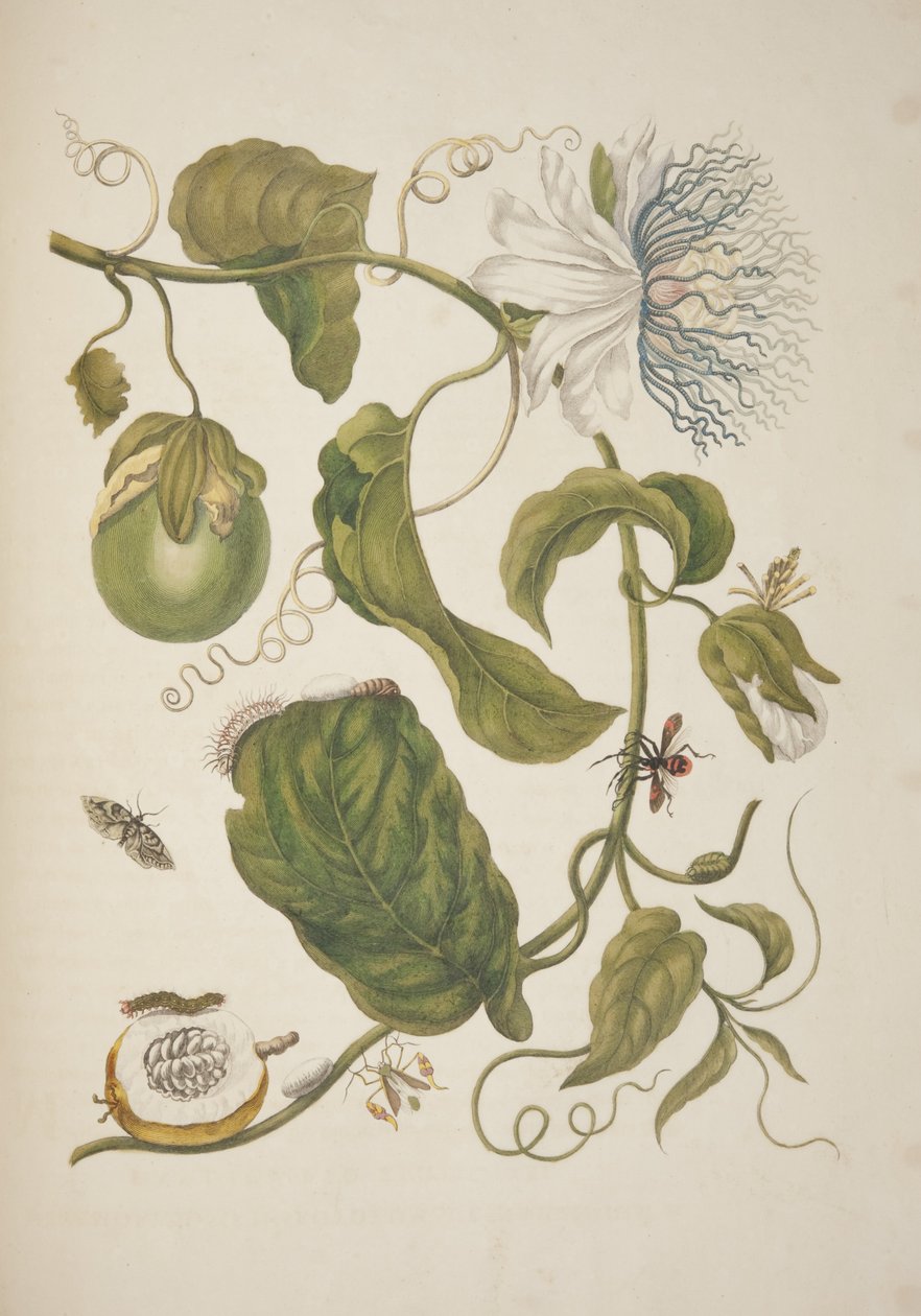 XXI. tábla Maria Sibylla Merian A surinamei rovarok metamorfózisából, 1705 alkotó: Unknown