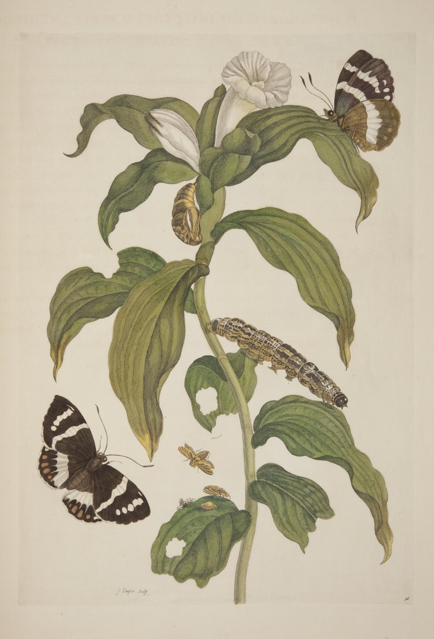 XXVI. tábla a Suriname-i rovarok metamorfózisából, Maria Sibylla Merian, 1705 alkotó: Unknown
