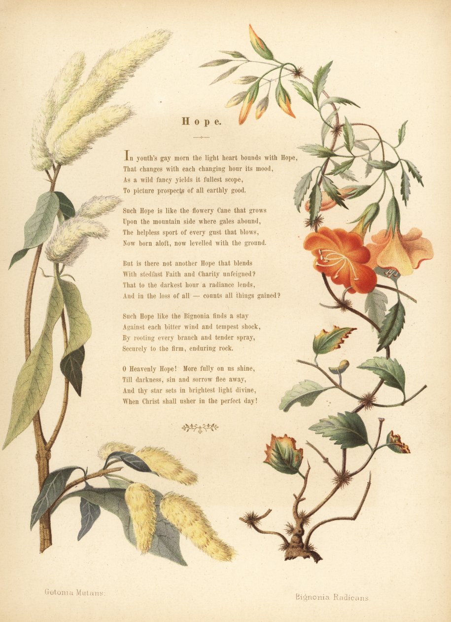 Vers ukshi virágos szegéllyel, Getonia floribunda és trombita szőlő, Campsis radicans alkotó: Unknown