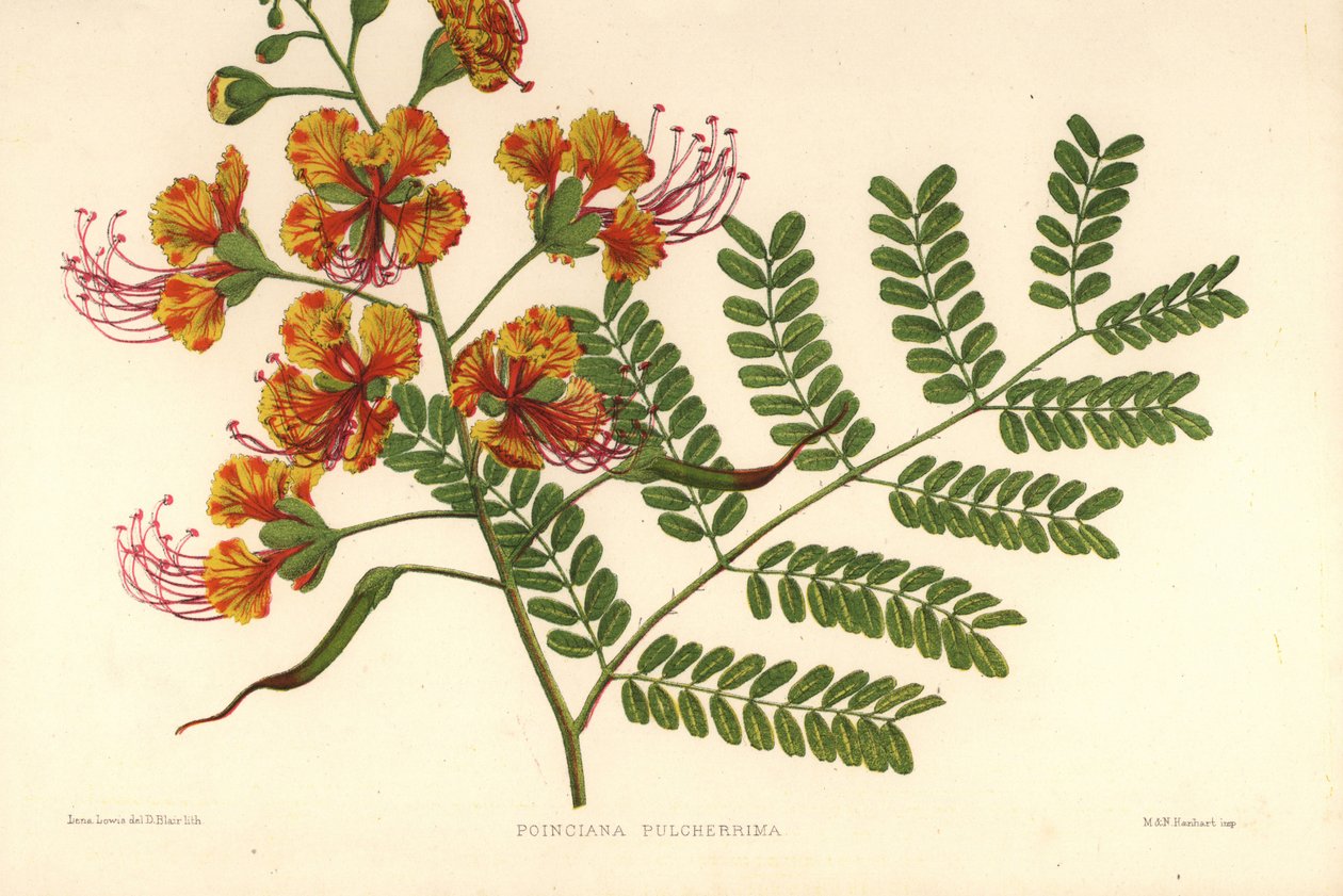 Poinciana, Caesalpinia pulcherrima (Poinciana pulcherrima) alkotó: Unknown