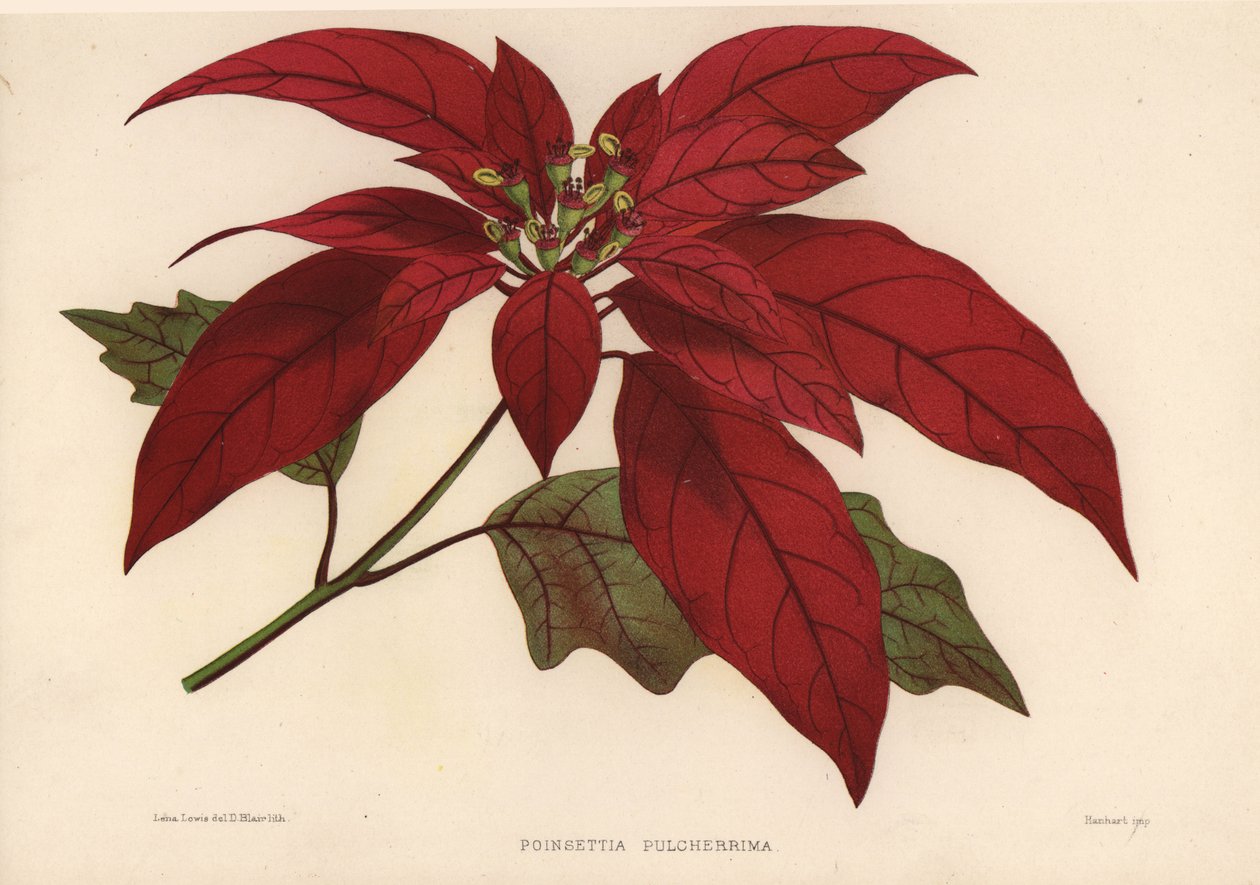 Mikulásvirág, Euphorbia pulcherrima (Poinsettia pulcherrima) alkotó: Unknown
