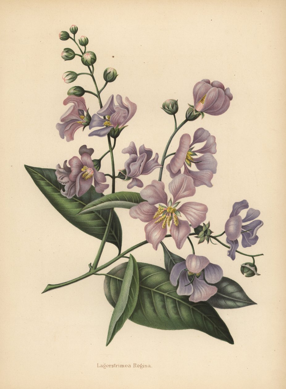 India büszkesége óriás vagy krepp-mirtusz, Lagerstroemia speciosa alkotó: Unknown