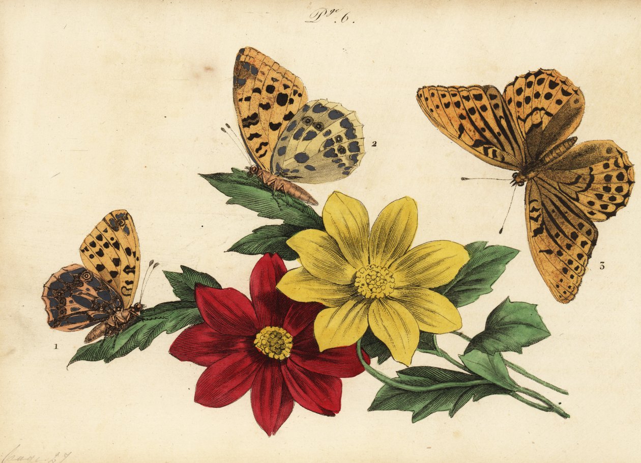 Spanyol királynő fritillary, Issoria lathonia 1, sötétzöld fritillary, Argynnis aglaja 2 és ezüstre mosott fritillary, Argynnis paphia 3 alkotó: Unknown
