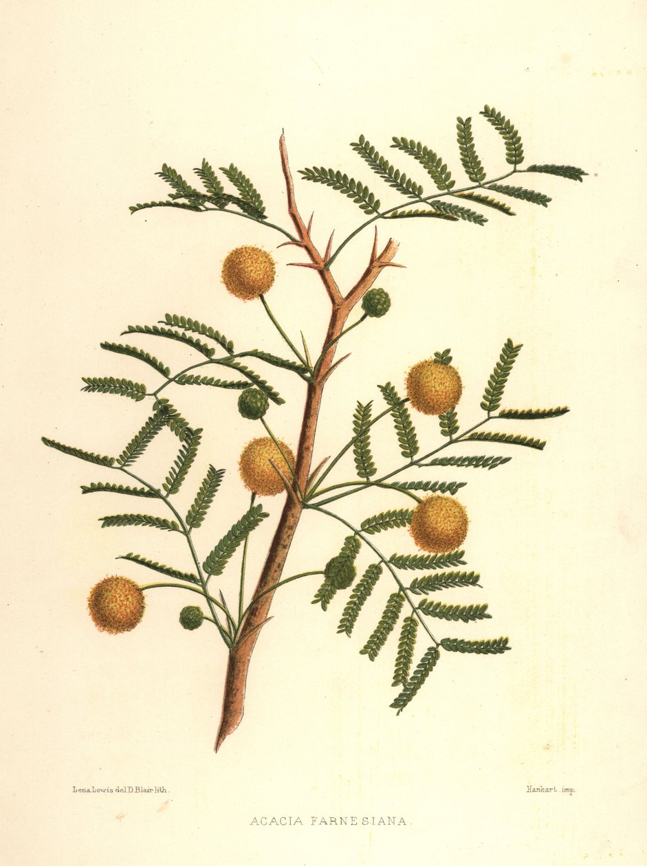 Édes akác vagy tűlevelű bokor, Acacia farnesiana alkotó: Unknown