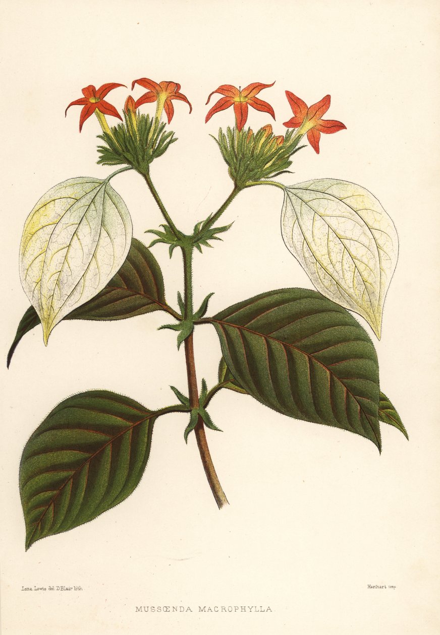 Édes gyökér, Mussaenda macrophylla alkotó: Unknown