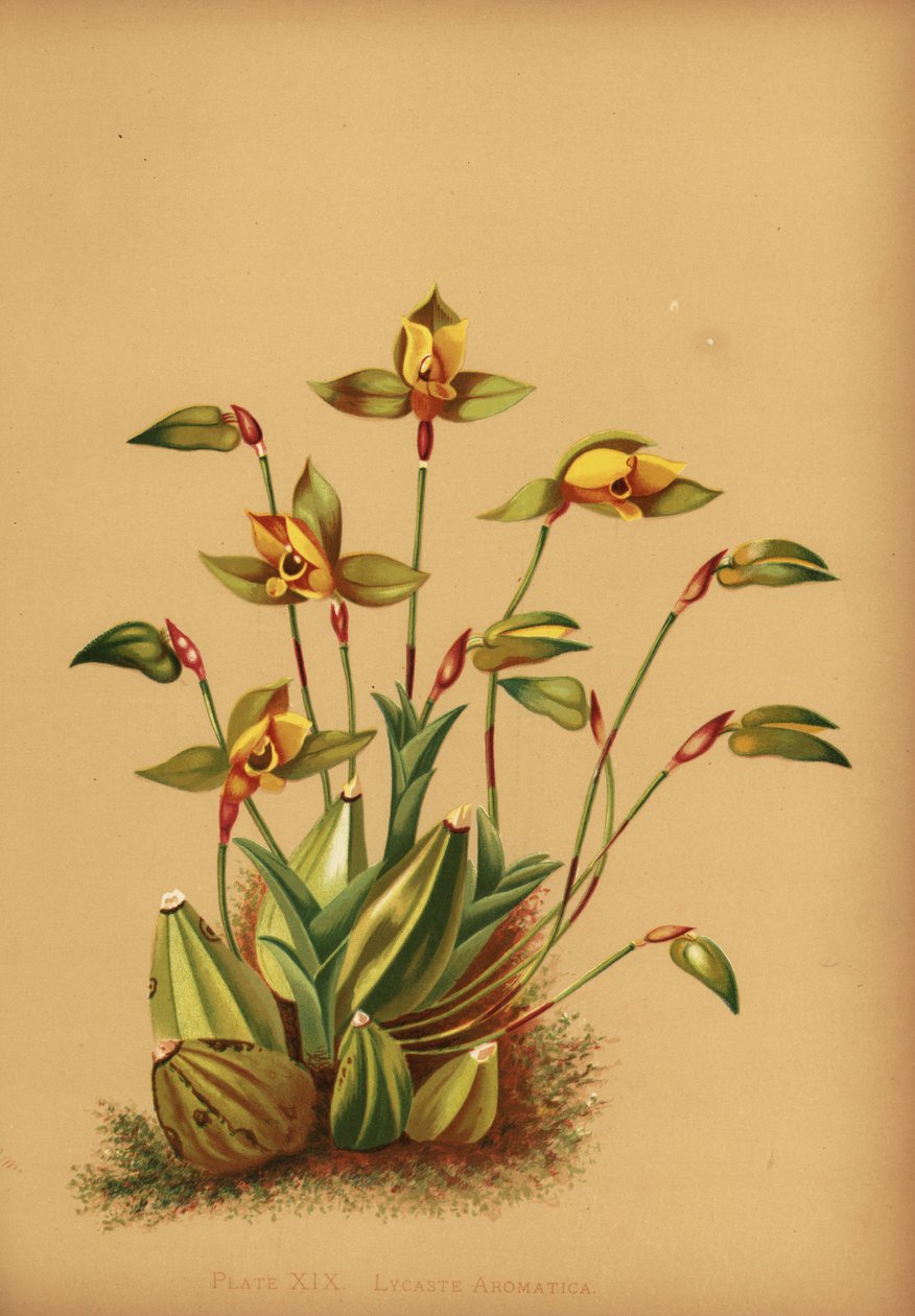 Édes illatú lycaste orchidea, Lycaste aromatica alkotó: Unknown