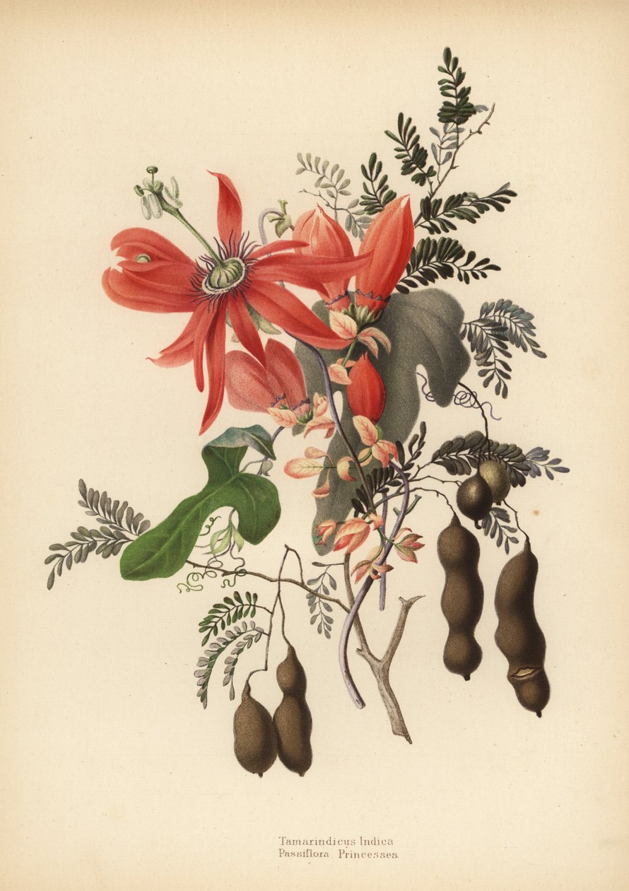 Tamarind, Tamarindus indica és piros golgotavirág, Passiflora racemosa (Passiflora princeps) alkotó: Unknown