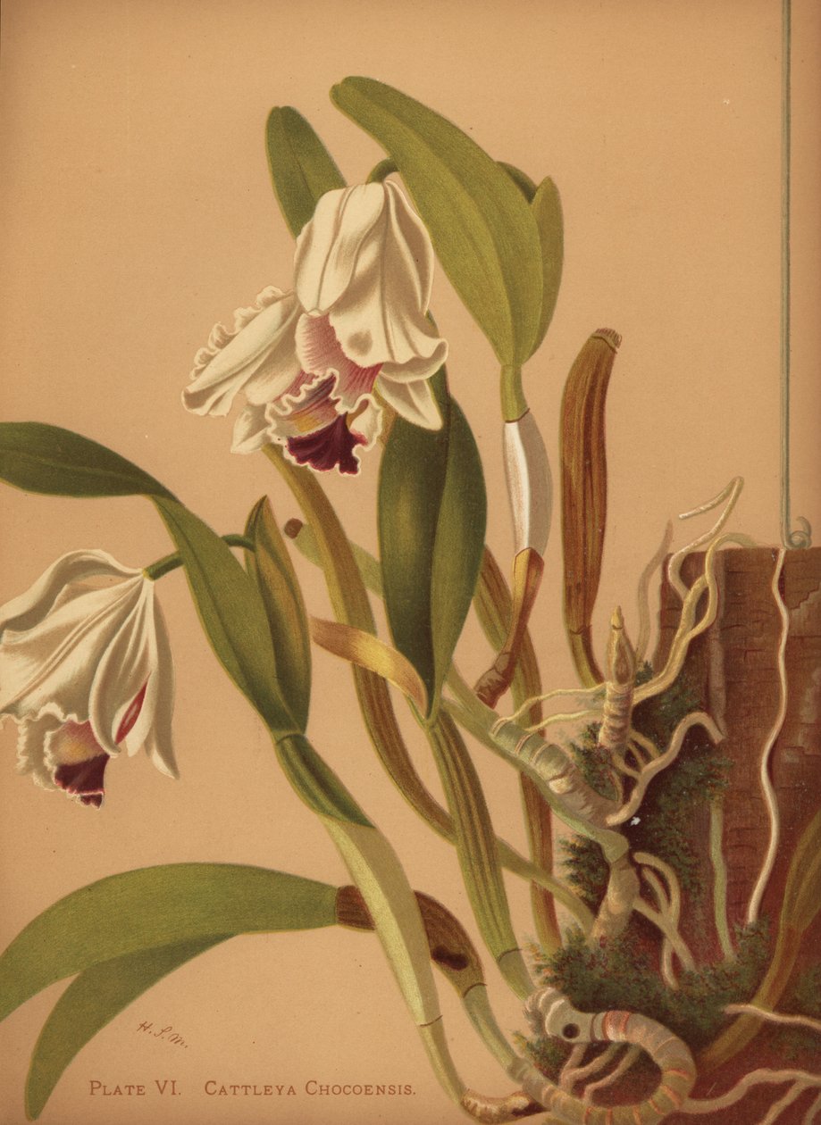 A gyönyörű cattleya vagy azucenas, Cattleya quadricolor alkotó: Unknown