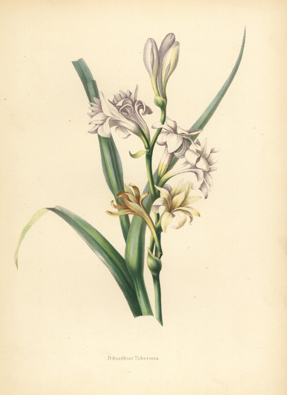 Tuberóza, Polianthes tuberosa (Polianthes tuberosa alkotó: Unknown