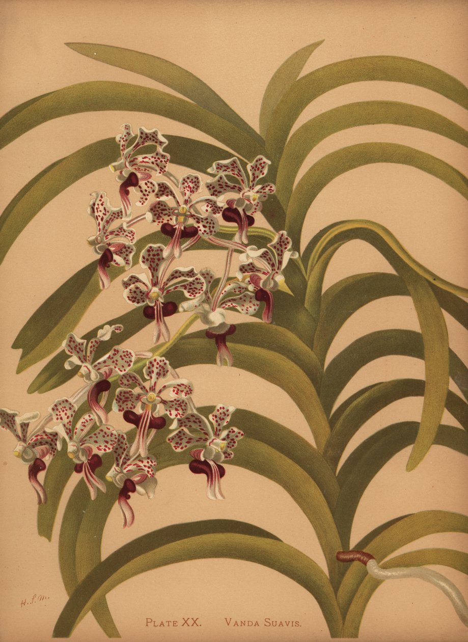 Vanda tricolor var alkotó: Unknown