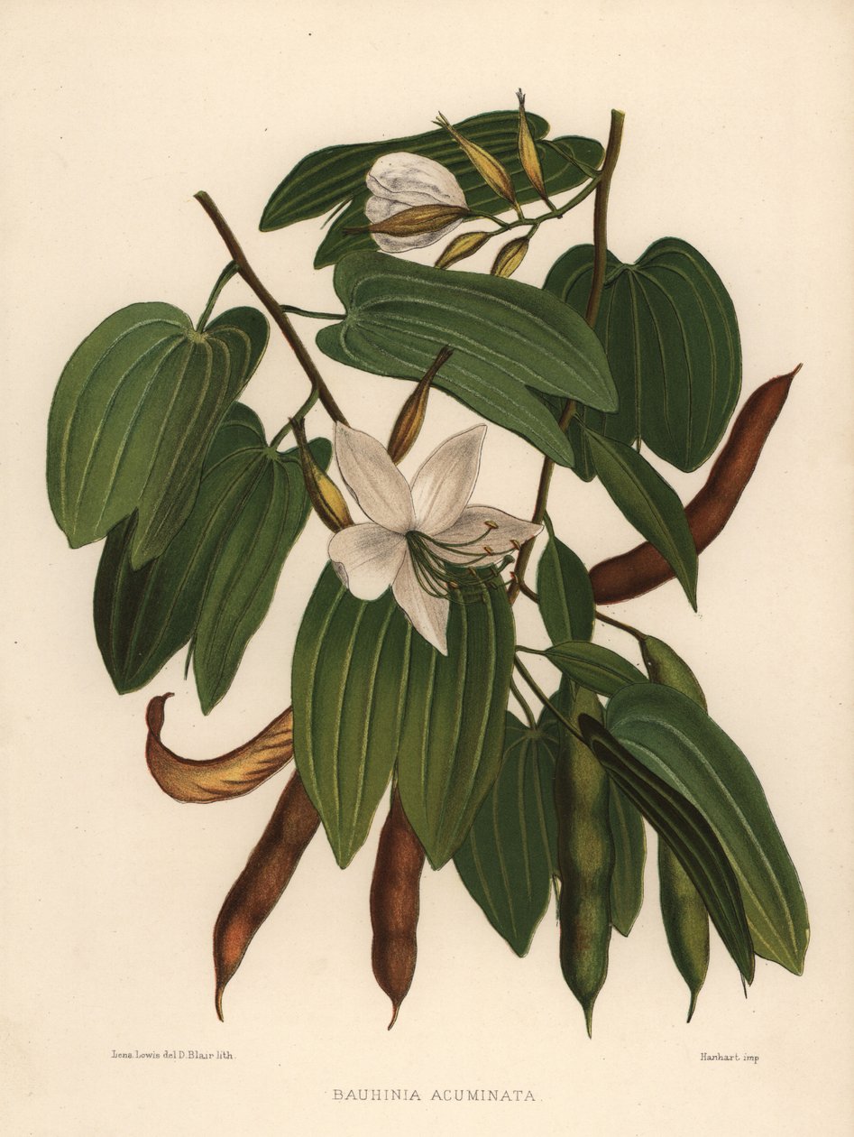 Fehér orchideafa, Bauhinia acuminata alkotó: Unknown