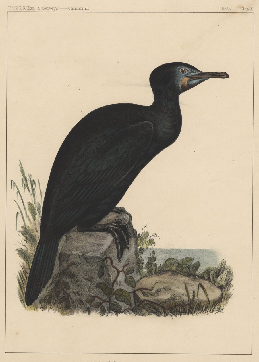 Madarak, X. tábla, 1855 alkotó: American School
