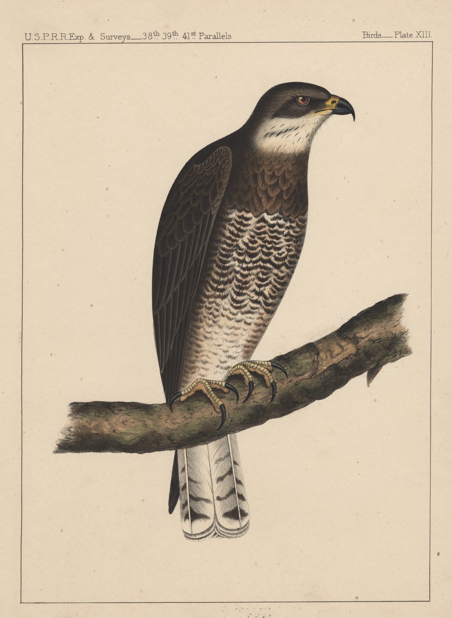 Madarak, XIII. tábla, 1855 alkotó: American School
