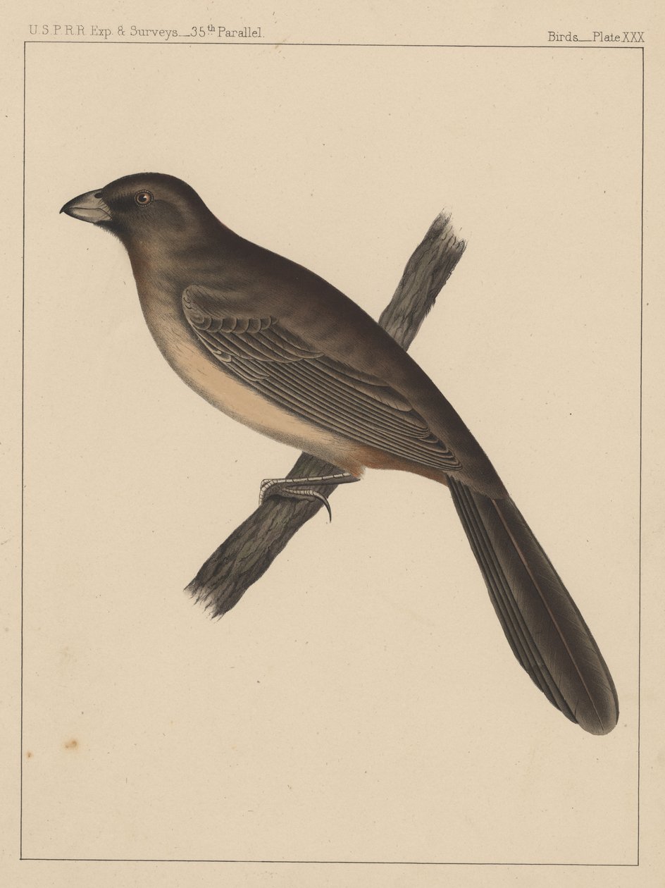 Madarak, XXX. tábla, 1855 alkotó: American School