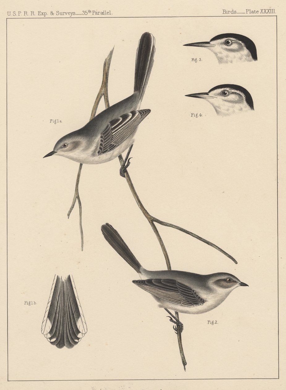 Madarak, XXXIII. tábla, 1855 alkotó: American School