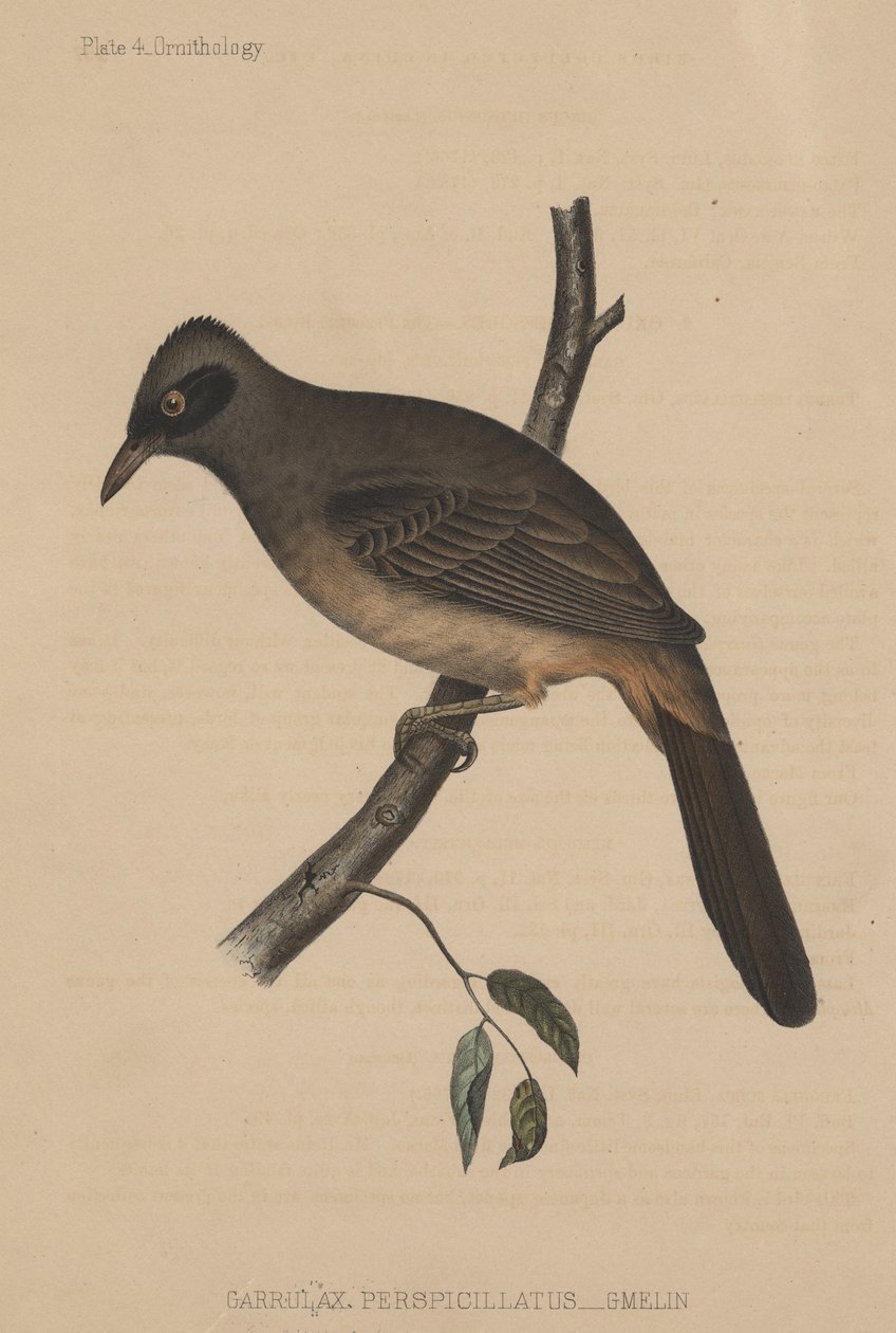 Garrulax Perspicillatus (Gmelin), 1855 alkotó: American School