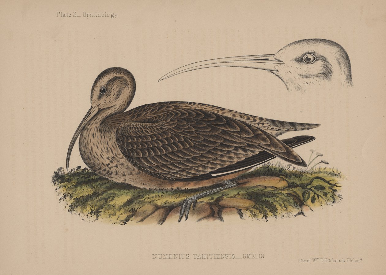 Numenius Tahitiensis (Gmelin), 1855 alkotó: American School