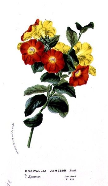Browallia Jamesoni, Horto Van Houtteano-ból Louis van Houtte (1810-76) 1860 körül alkotó: Belgian School