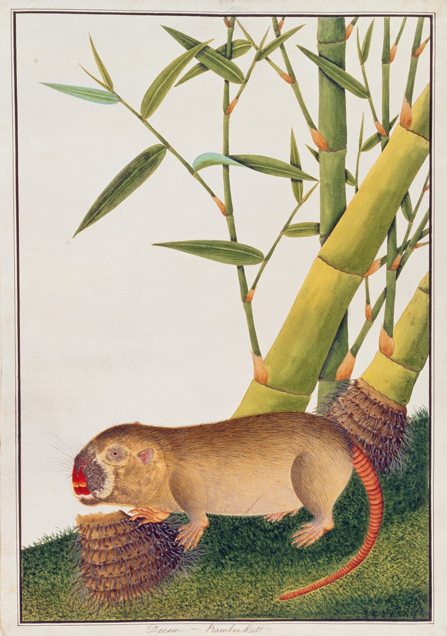 Bamboo Rat, Decan, Rajzok állatokról, rovarokról és hüllőkről Malaccából, 1805-1818 körül (wc és gouache papíron) alkotó: Chinese School