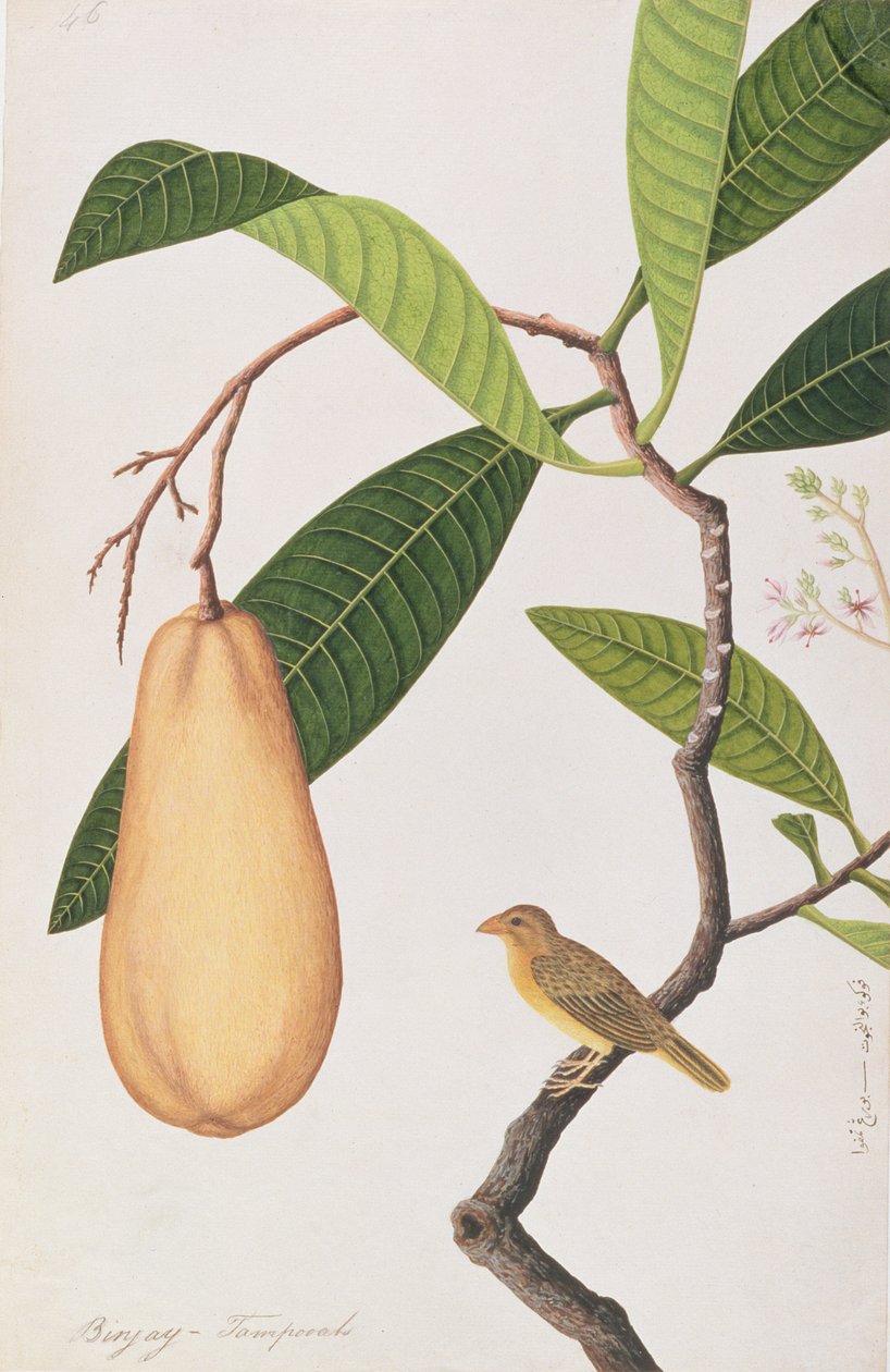 Baya Weaver, a Madarak rajzaiból, 1805-1818 körül (wc papíron) alkotó: Chinese School