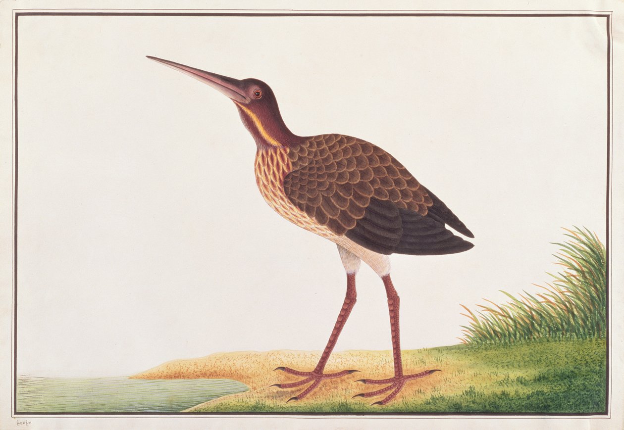 Fekete keserű, a Malaccai madarak rajzaiból, 1805-1818 körül (wc papíron) alkotó: Chinese School
