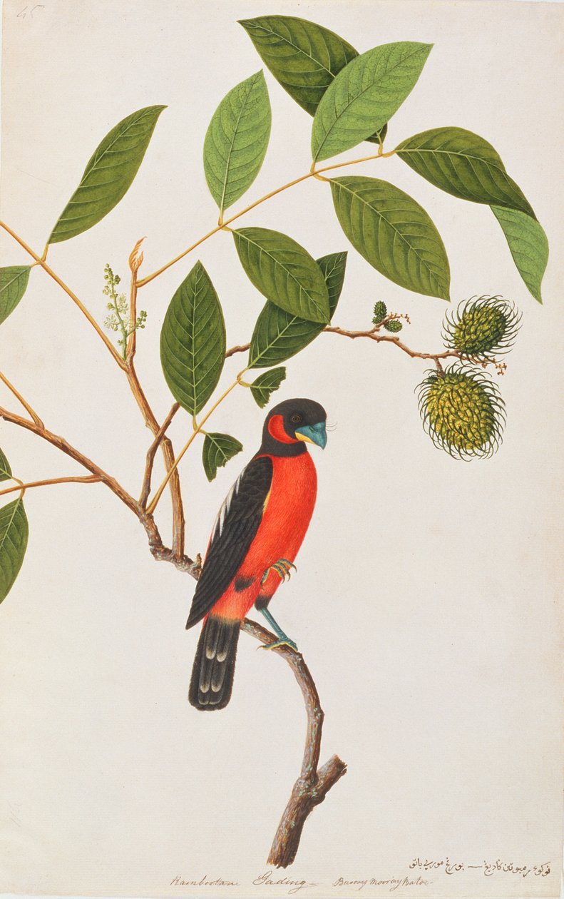 Fekete-vörös Broadbill, a Malaccai madarak rajzaiból, 1805-1818 körül (wc papíron) alkotó: Chinese School
