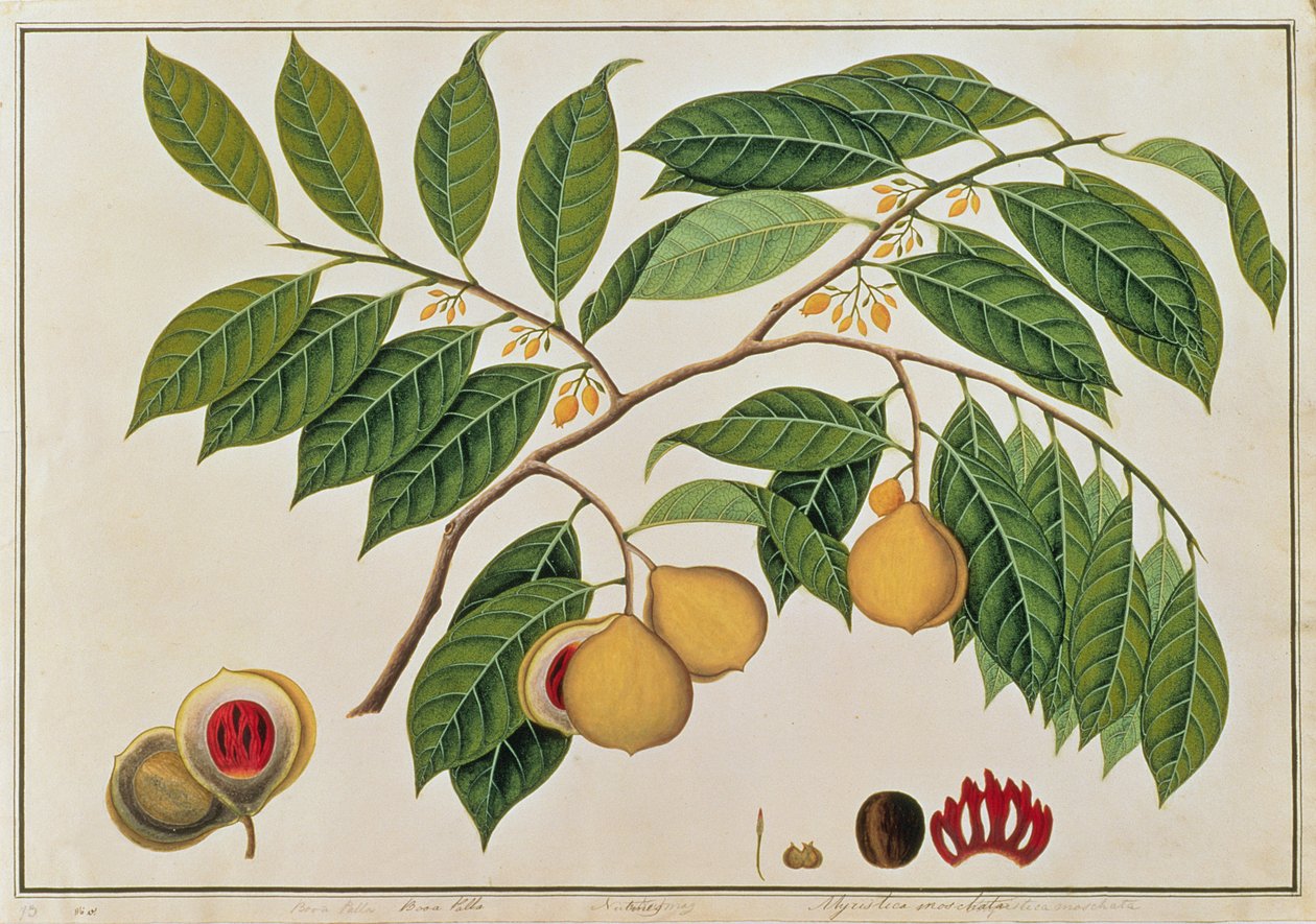 Booa palla vagy szerecsendió, Malacca növényrajzaiból, 1805-1818 körül (wc papíron) alkotó: Chinese School