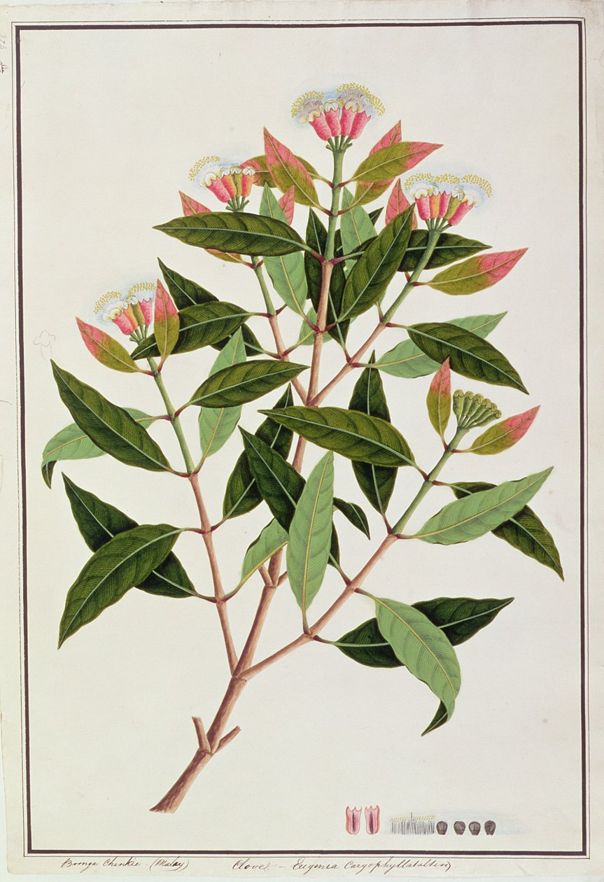 Boongo Chinkie (maláj), Eugenia Caryophyllatallen vagy szegfűszeg, a Drawings of Plants from Malacca, 1805-1818 körül (wc papíron) alkotó: Chinese School