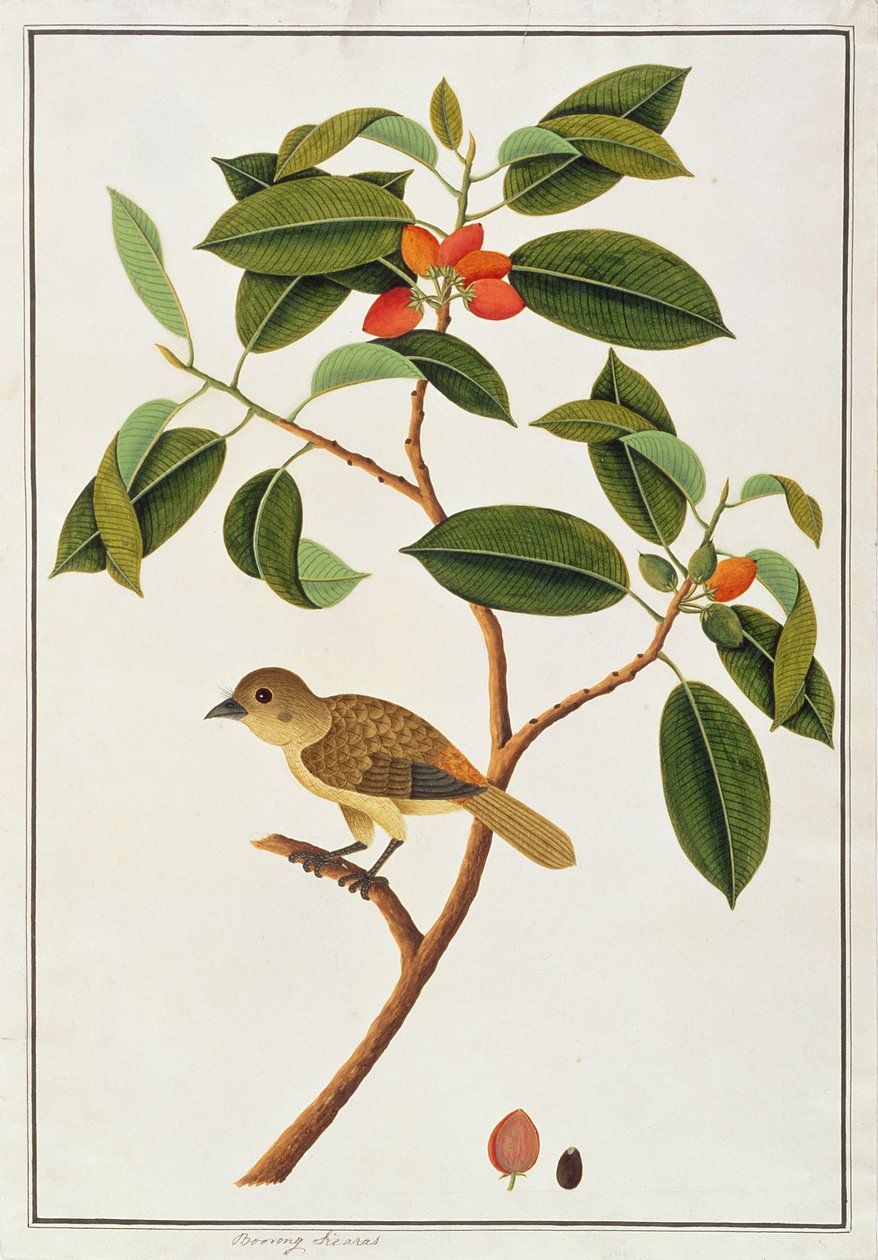 Barna Barbet, a Malaccai madarak rajzaiból, 1805-1818 körül (wc papíron) alkotó: Chinese School