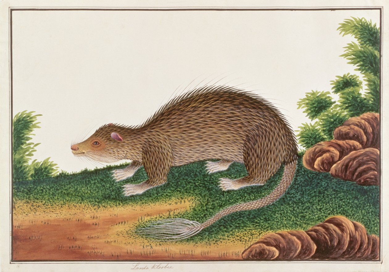 Ecsetfarkú porcupine, Rajzok állatokról, rovarokról és hüllőkről Malaccából, 1805-1818 körül (wc és gouache papíron) alkotó: Chinese School