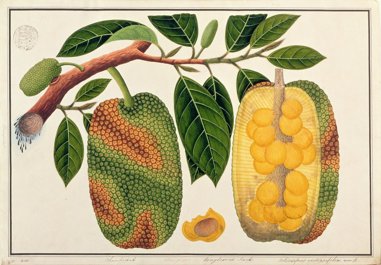 Champedak Artocarpus integrifolia vagy hosszúlevelű tuskó, a Drawings of Plants from Malacca, 1805-1818 körül (wc papíron) alkotó: Chinese School