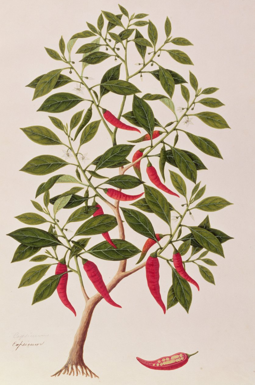 Chilly vagy Capsicum, Malacca növények rajzai, 1805-1818 körül (wc papíron) alkotó: Chinese School