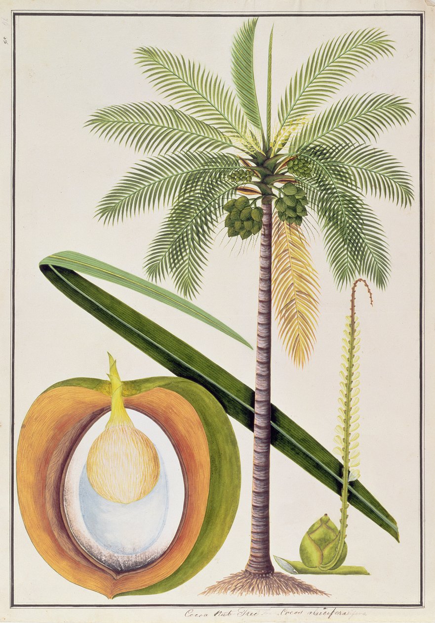 Kakaódiófa, Malacca növényrajzaiból, 1805-1818 körül (wc papíron) alkotó: Chinese School