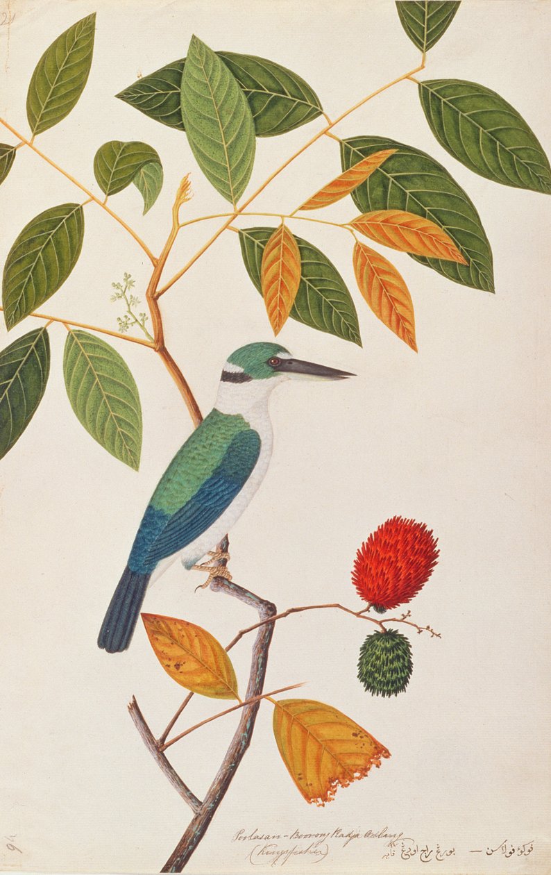 Nyakörves jégmadár, a Drawings of Birds from Malacca, 1805-1818 körül (wc papíron) alkotó: Chinese School