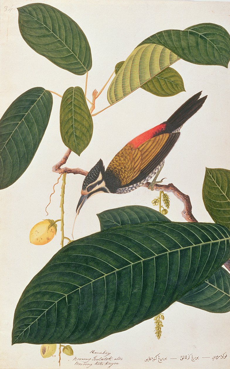 Közönséges aranyhátú, a Malaccai madarak rajzaiból, 1805-1818 körül (wc papíron) alkotó: Chinese School