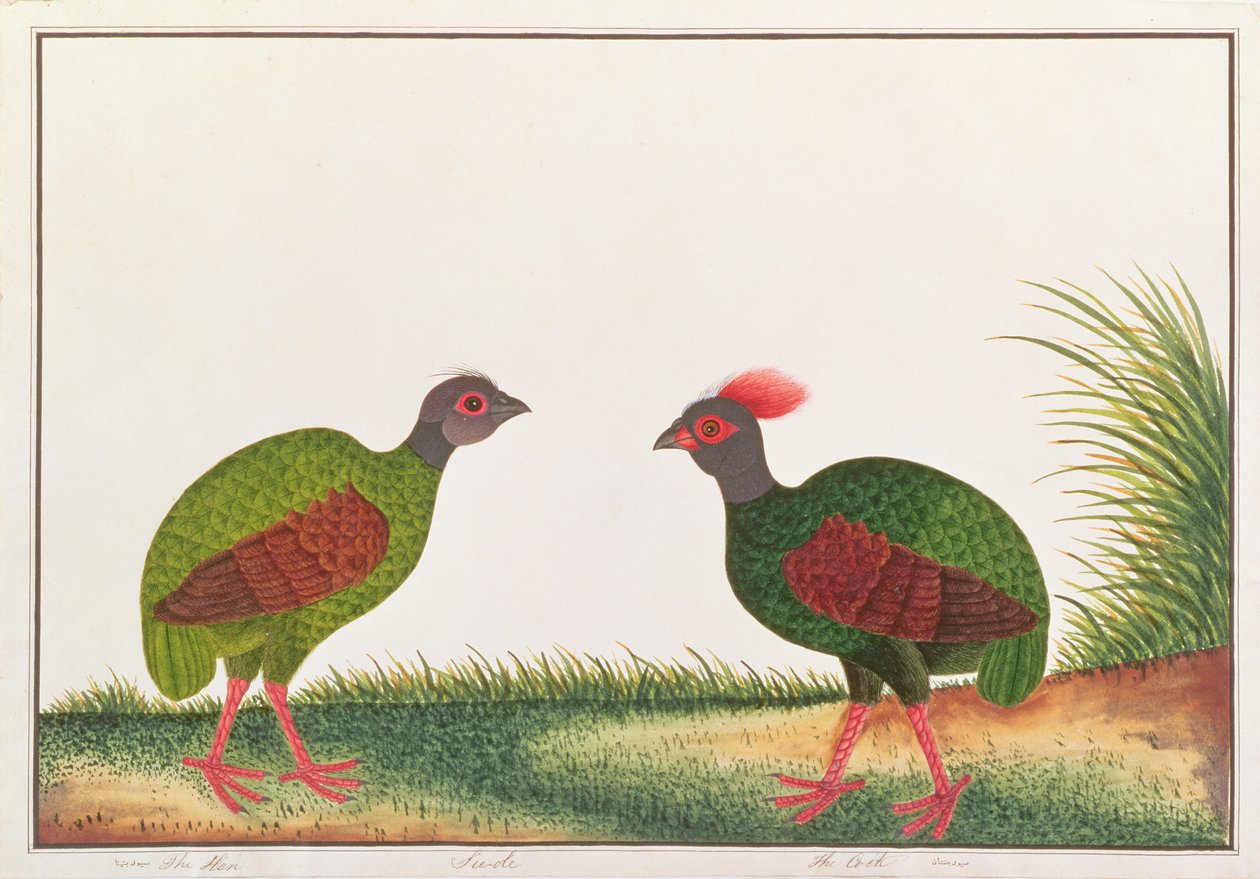 Tarajos fogoly, tyúk és kakas, a Malaccai madarak rajzaiból, 1805-1818 körül (wc papíron) alkotó: Chinese School